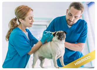 Auxiliar Veterin�rio - H�brido