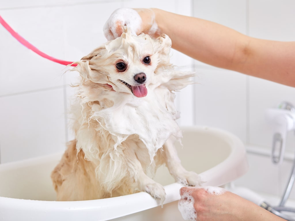 Banho e Tosa: T�cnicas Elementares Fundamentais